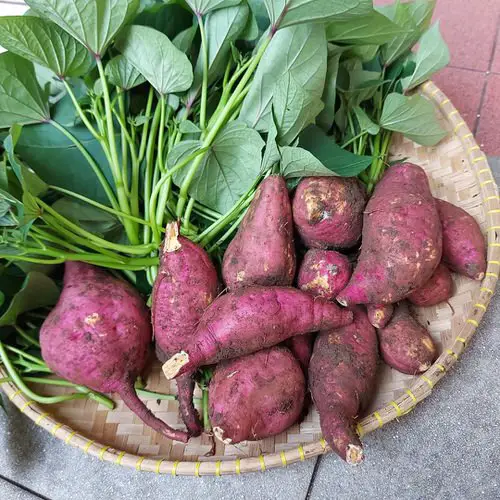 Harvesting Sweet Potatoes