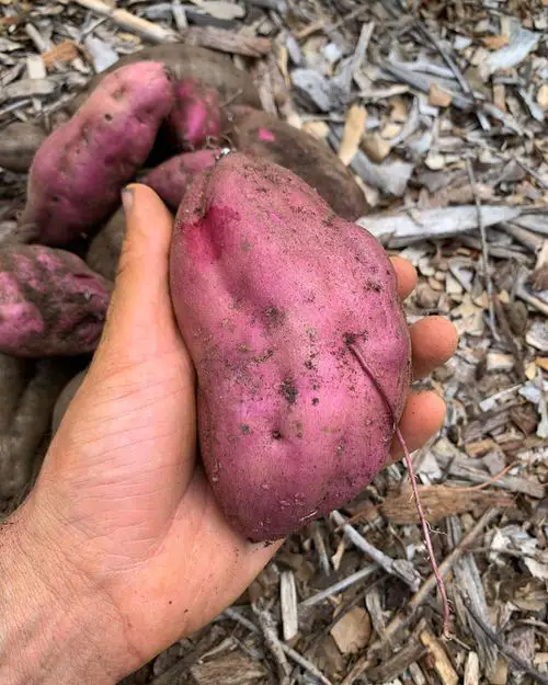 How to Use Sweet Potatoes