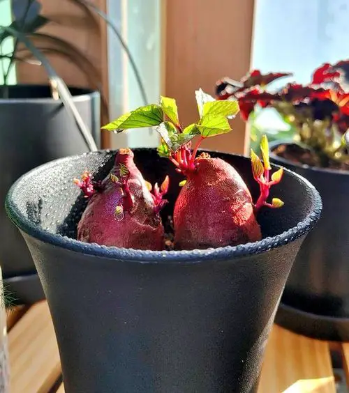 Growing Sweet Potatoes in Containers 