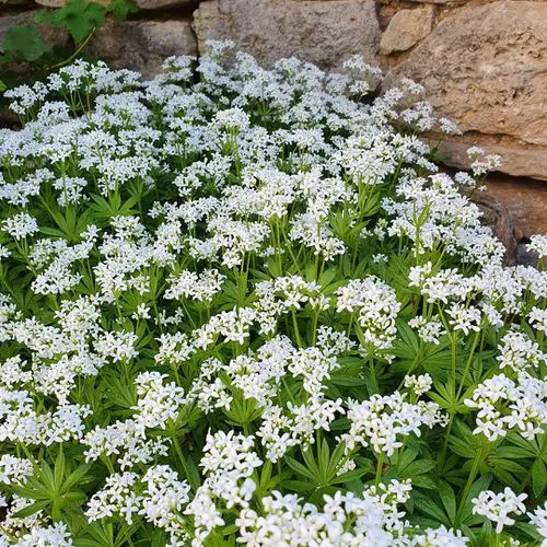 White-Flowered Herbs