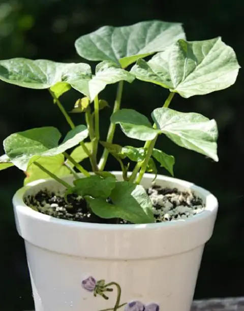 Requirements for Growing Sweet Potatoes in Pots