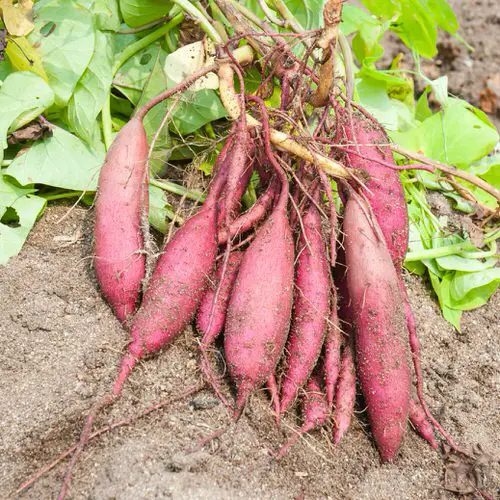Warm Season Vegetables 6