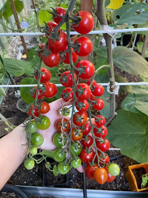 How to Grow Sweet Tomatoes