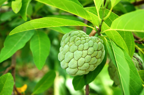 amazing Rare Fruits from All Over Globally