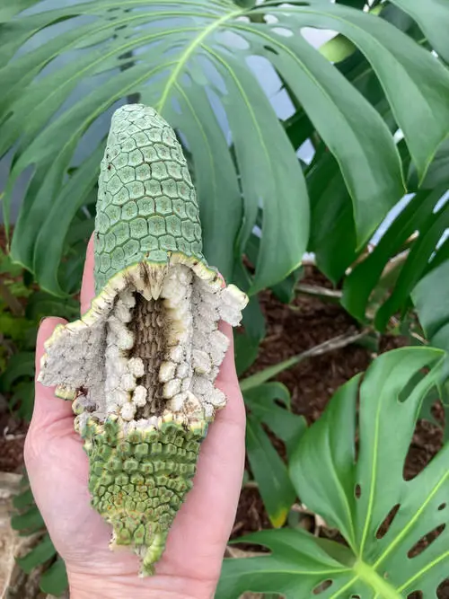 best Fruits That Grow on Vines: A List