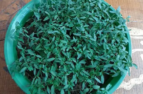 Growing Tomatoes from Tomato Slices 3