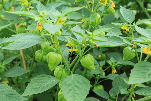 Best Heat Tolerant Vegetables 17