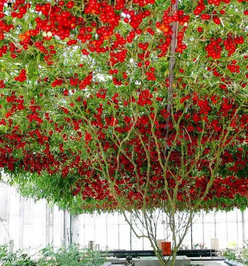 Tomato As a Tree Record