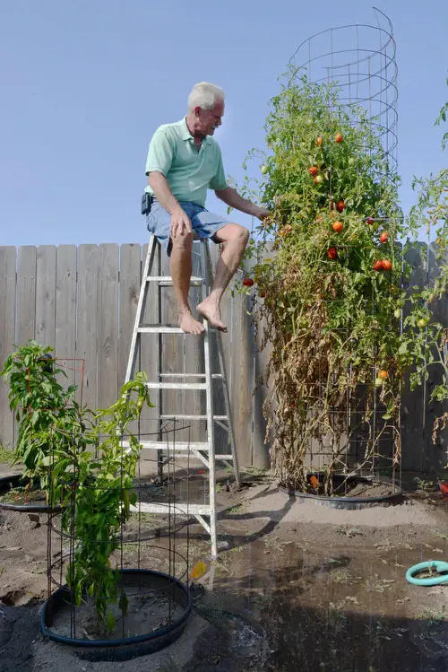 Growing a Giant Tomato Plant