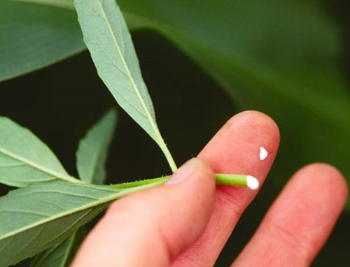 Plants with Toxic Milky Sap 10