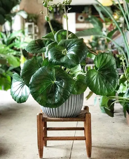 Tractor Seat Plant Care
