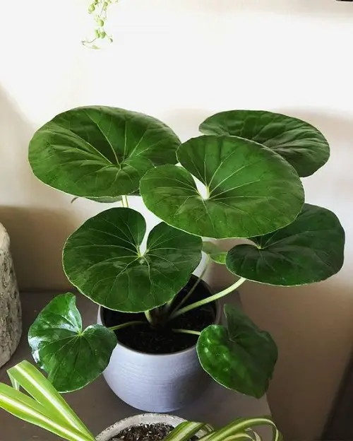 Tractor Seat Plant