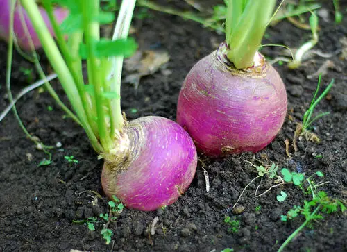 25 Best “Cut and Come Again Vegetables” for a Lot of Harvest! 5