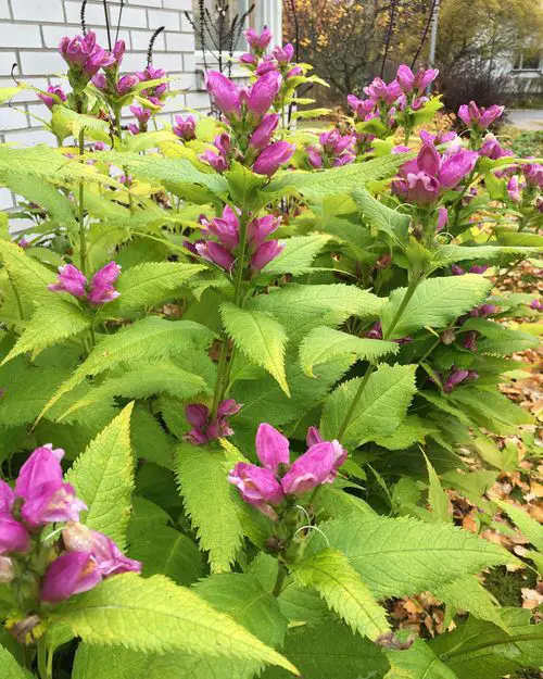 Moisture Loving Plants 2