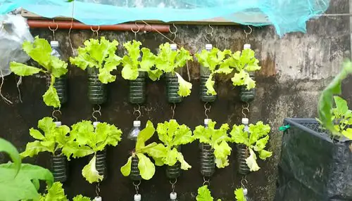 Lettuce Planter Projects for Gardeners 10