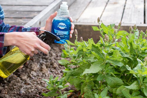 Get Rid of Aphids Naturally