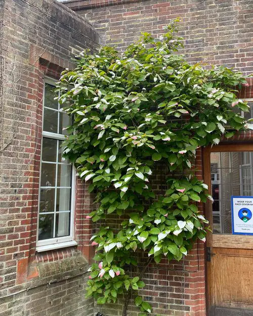 Best Shade Loving Climbers 22