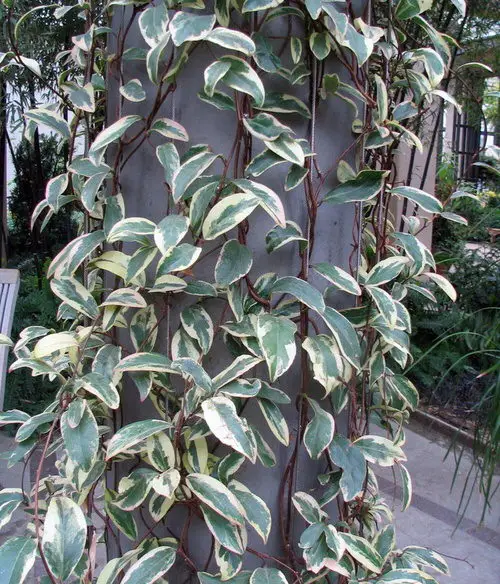 Flowering Vines for Shade #23