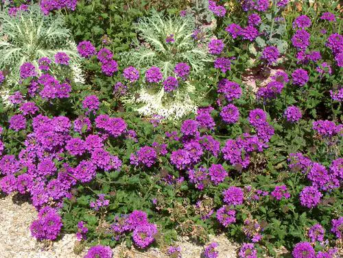 Best Purple Flowers for Outdoor Plants