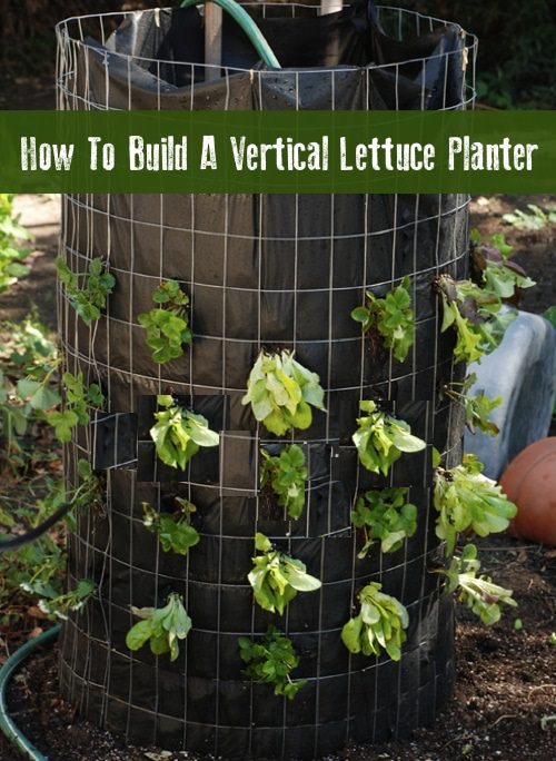 Lettuce Planter Projects for Gardeners 12