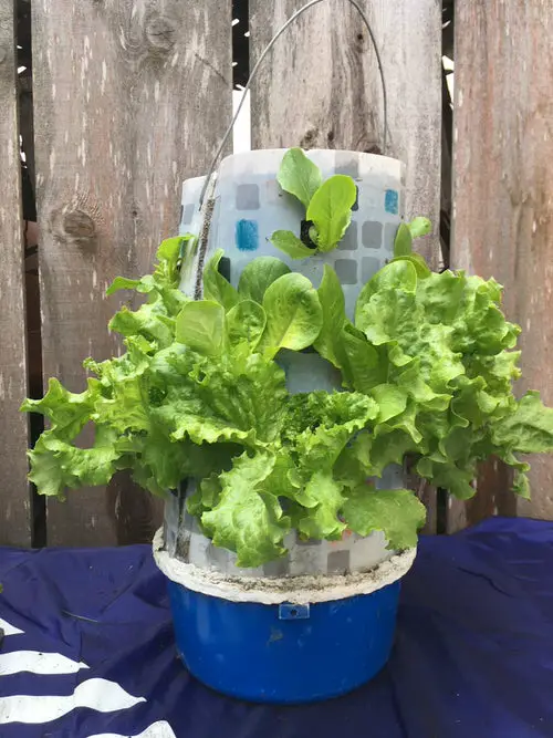 Lettuce Planter Projects for Gardeners 4