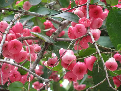 top best Fruits from All Around the World