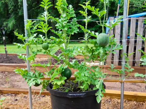 How to Grow Watermelon in a Pot Vertically
