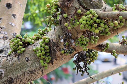  Plants with Toxic Milky Sap 12