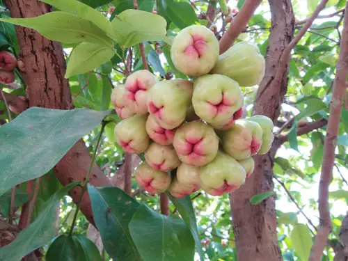Interesting Fruits from All Around the World