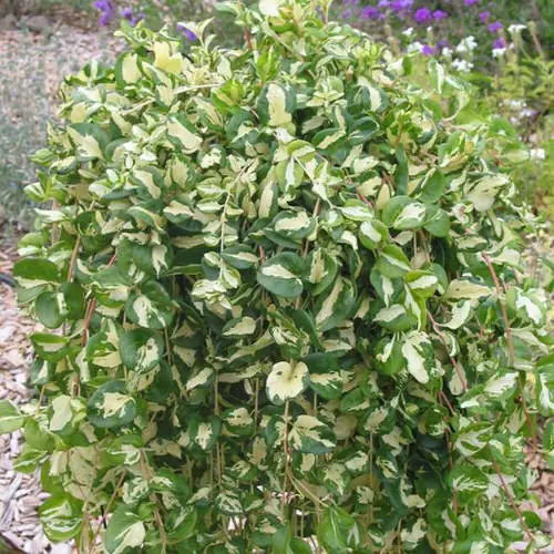 Trailing Foliage Plants 16