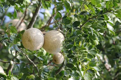 best Unique Fruits from Across the Globe