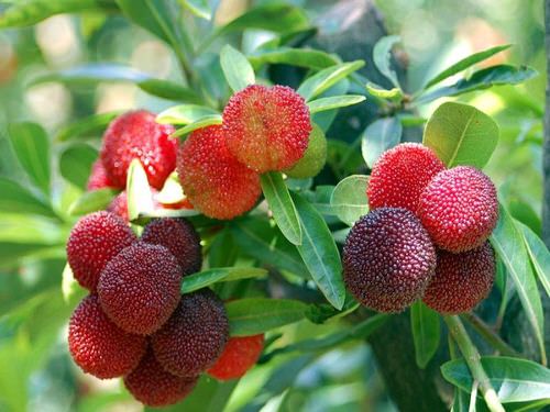 top Unique Fruits from Across the Globe