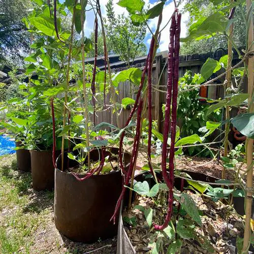 Container Vegetable Gardening