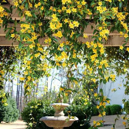 Most fragrant flowers chosen by gardeners. 46