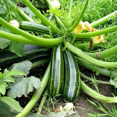 Best Heat Tolerant Vegetables 15