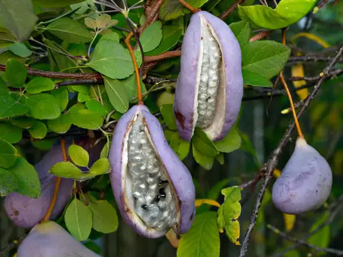 top best Fruits That Grow on Vines