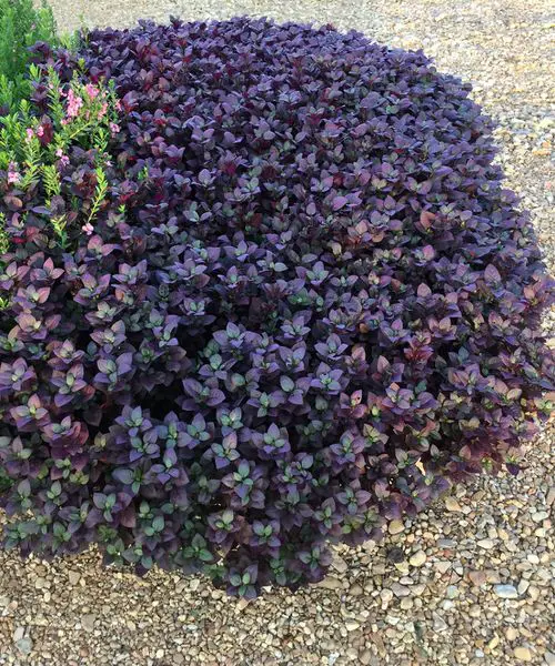 Most Effective Purple Plants for Outdoor Use