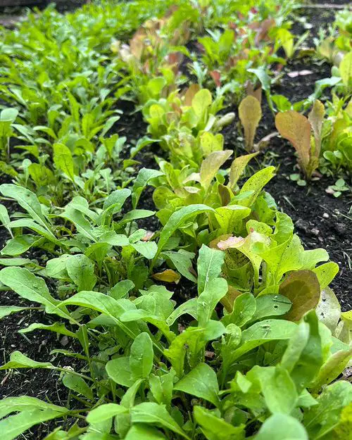 Abundant harvest of fresh veggies, all season long! 14