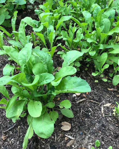 Cruciferous Vegetables 1