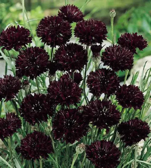 Black Plants & Flowers to Make a Statement in Your Yard 