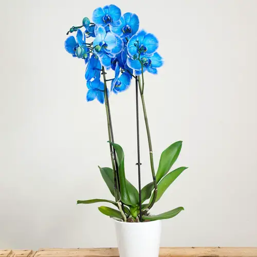 blue orchids in White pot