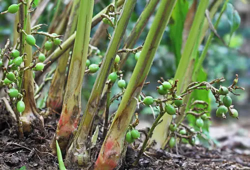 Growing Requirements of Cardamom Plant 