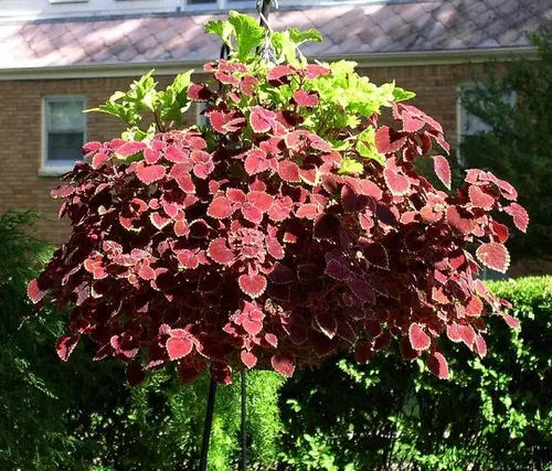 Trailing Foliage Plants 2