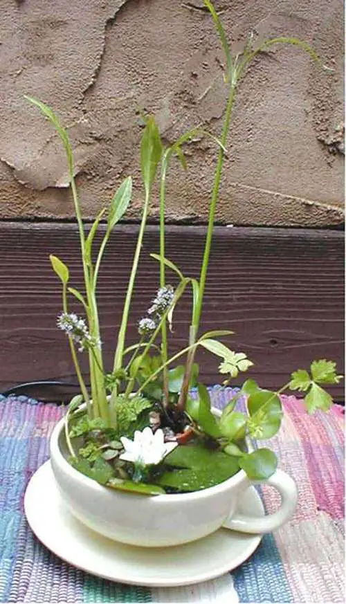 Creative Teacup Planters 4