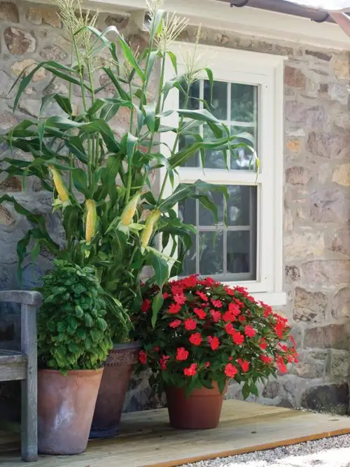  Grow Baby Corns