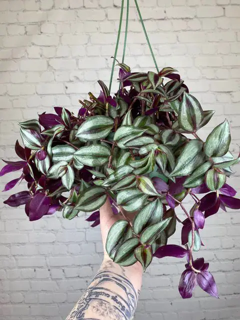 Best Trailing Foliage Plants 18