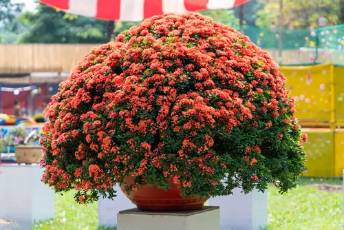 Best Container Gardening Plants 18