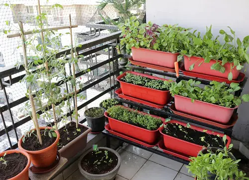 How to Start a Balcony Vegetable Garden 2