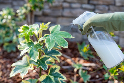 Natural Ways to Kill Aphids  23