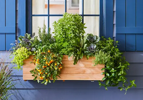 Best Trailing Foliage Plants 22